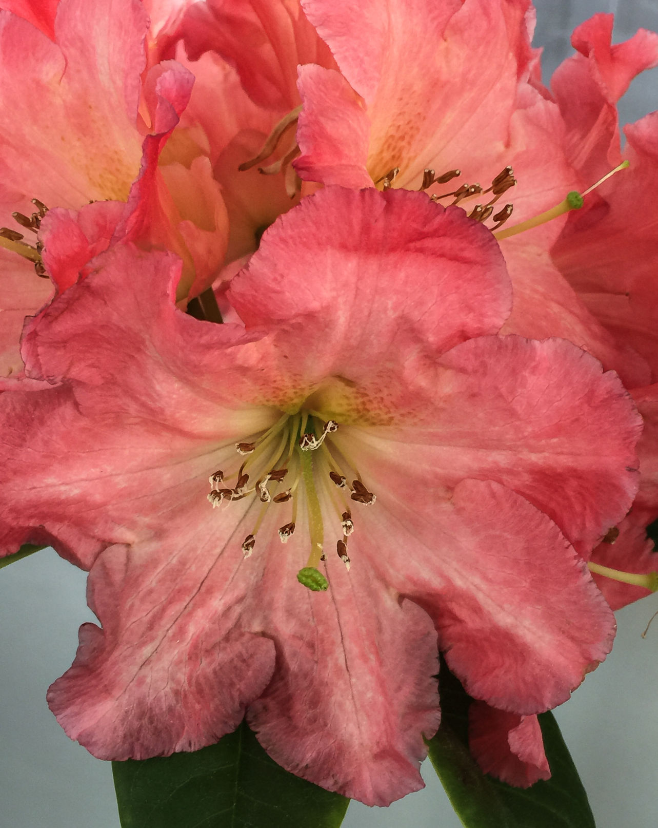 Rhododendron-3568.jpg